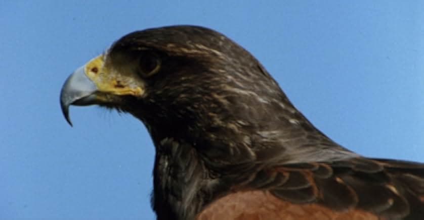 Beaks: The Movie 1988