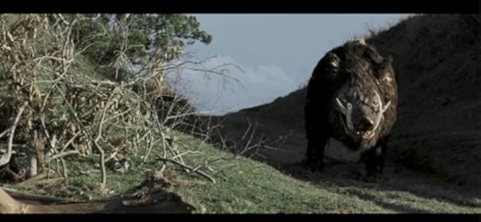 Boar 2017