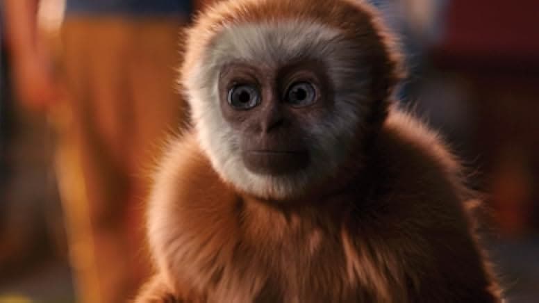 Monky 2017