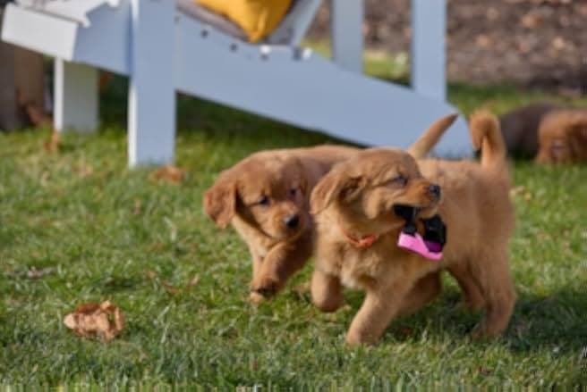 Everything Puppies 2024