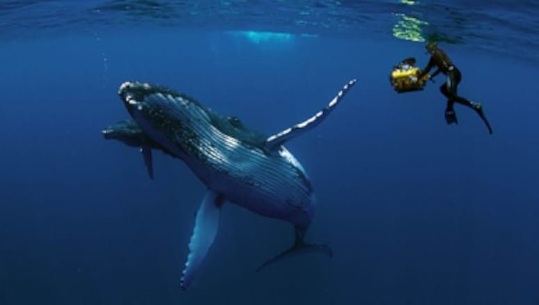 Humpback Whales 2015