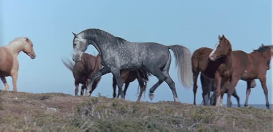 The Silver Brumby 1993