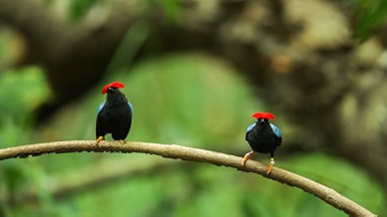 Dancing with the Birds