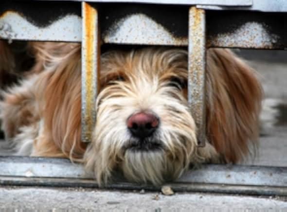 Smuggling Hendrix 2018