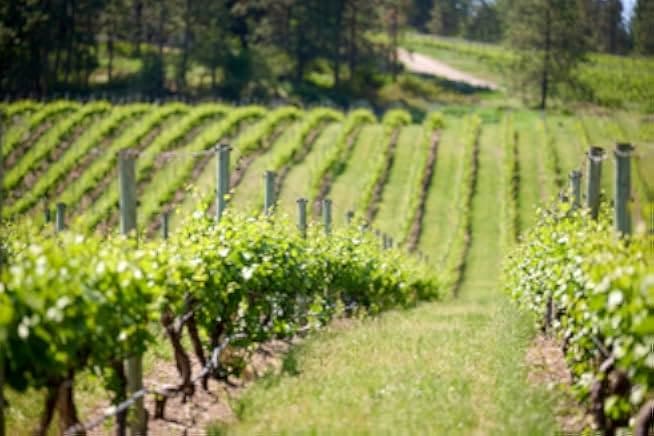 Napa Ever After 2023
