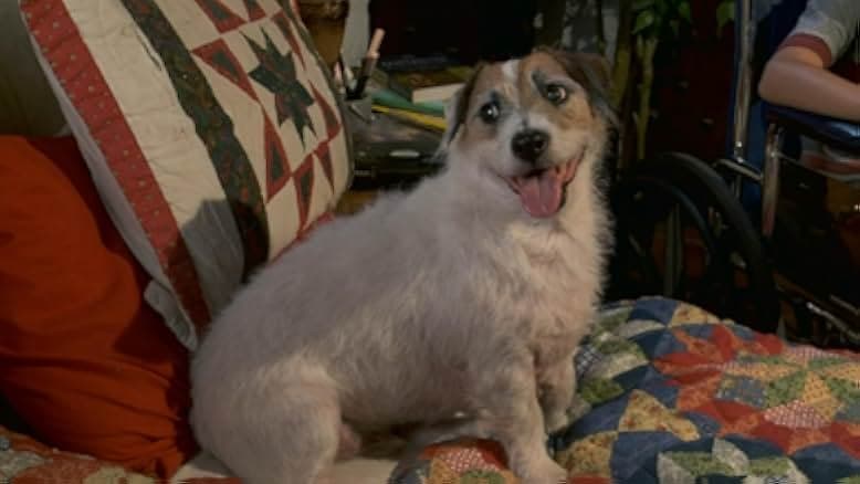 A Doggone Hollywood 2017