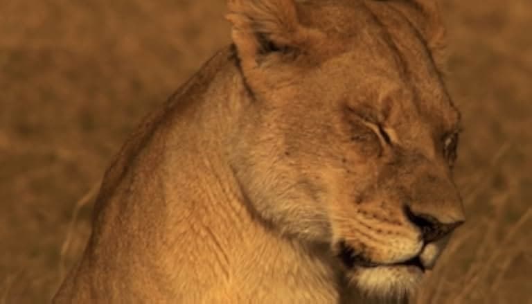 The Last Lions 2011