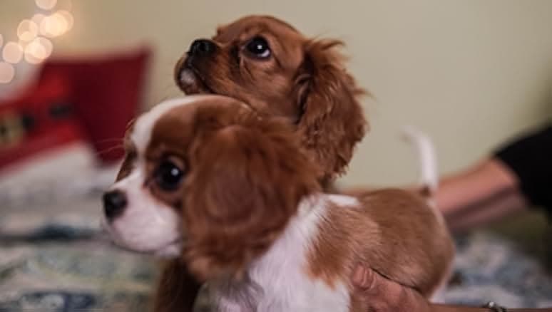 Project: Puppies for Christmas 2019