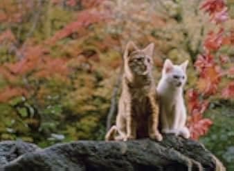 The Adventures of Milo and Otis 1986