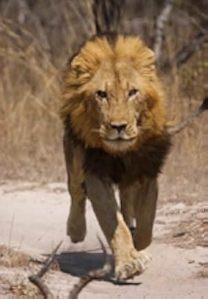 Brothers in Blood: The Lions of Sabi Sand 2015