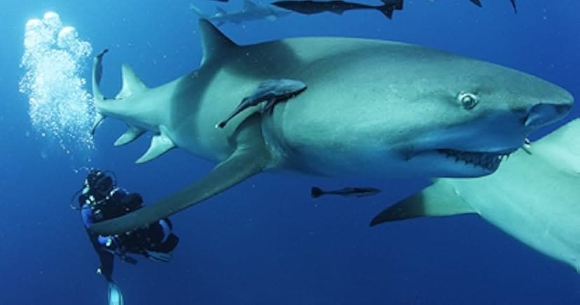 Sharkwater Extinction 2018