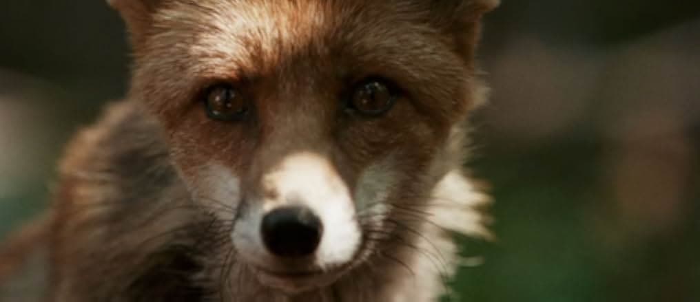 Le renard et l'enfant 2007