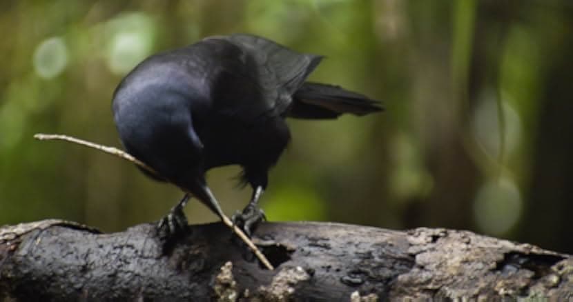 Beak & Brain - Genius Birds from Down Under 2013