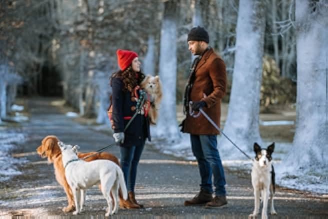 The Dog Days of Christmas 2021