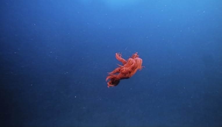 Deep Sea 2006
